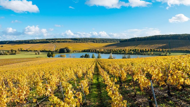 Domaine Dauvissat