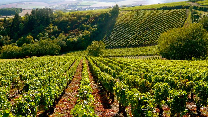 Domaine Delaloye