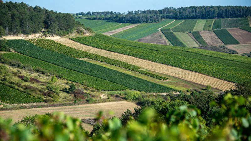 Domaine Race
