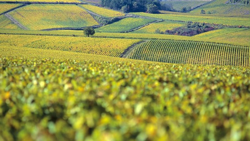 Portail Chablis et Vins 360